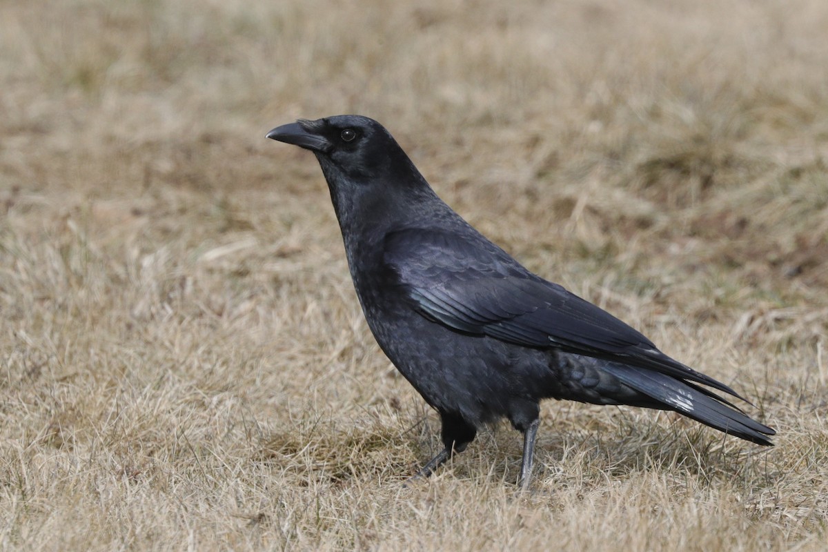 Common Raven - Jun Tsuchiya