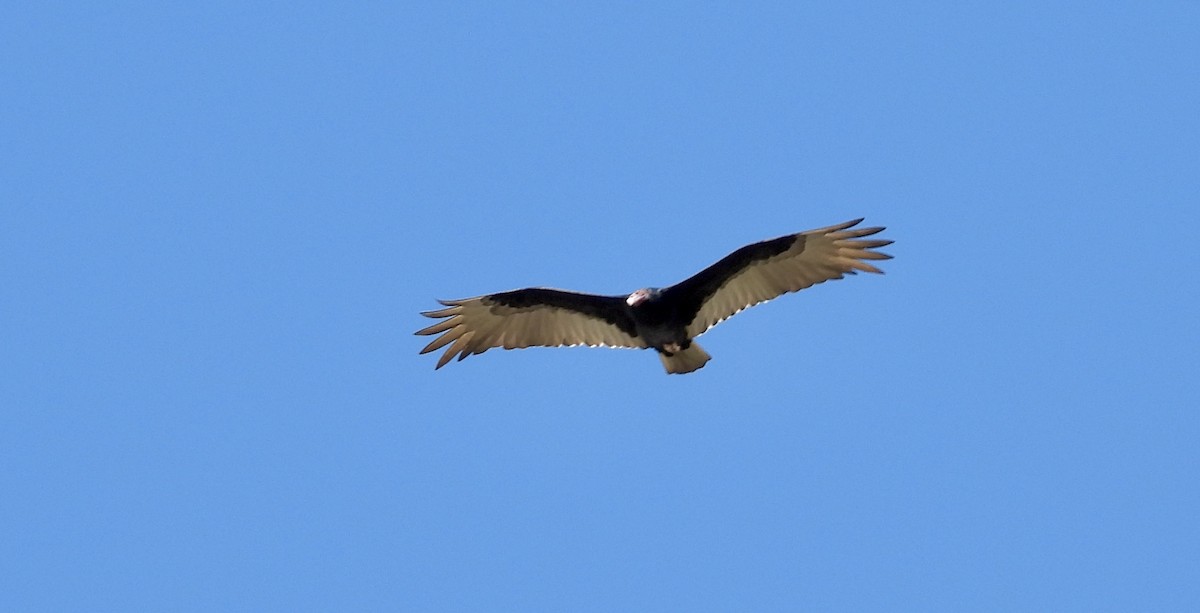 Turkey Vulture - ML616399701