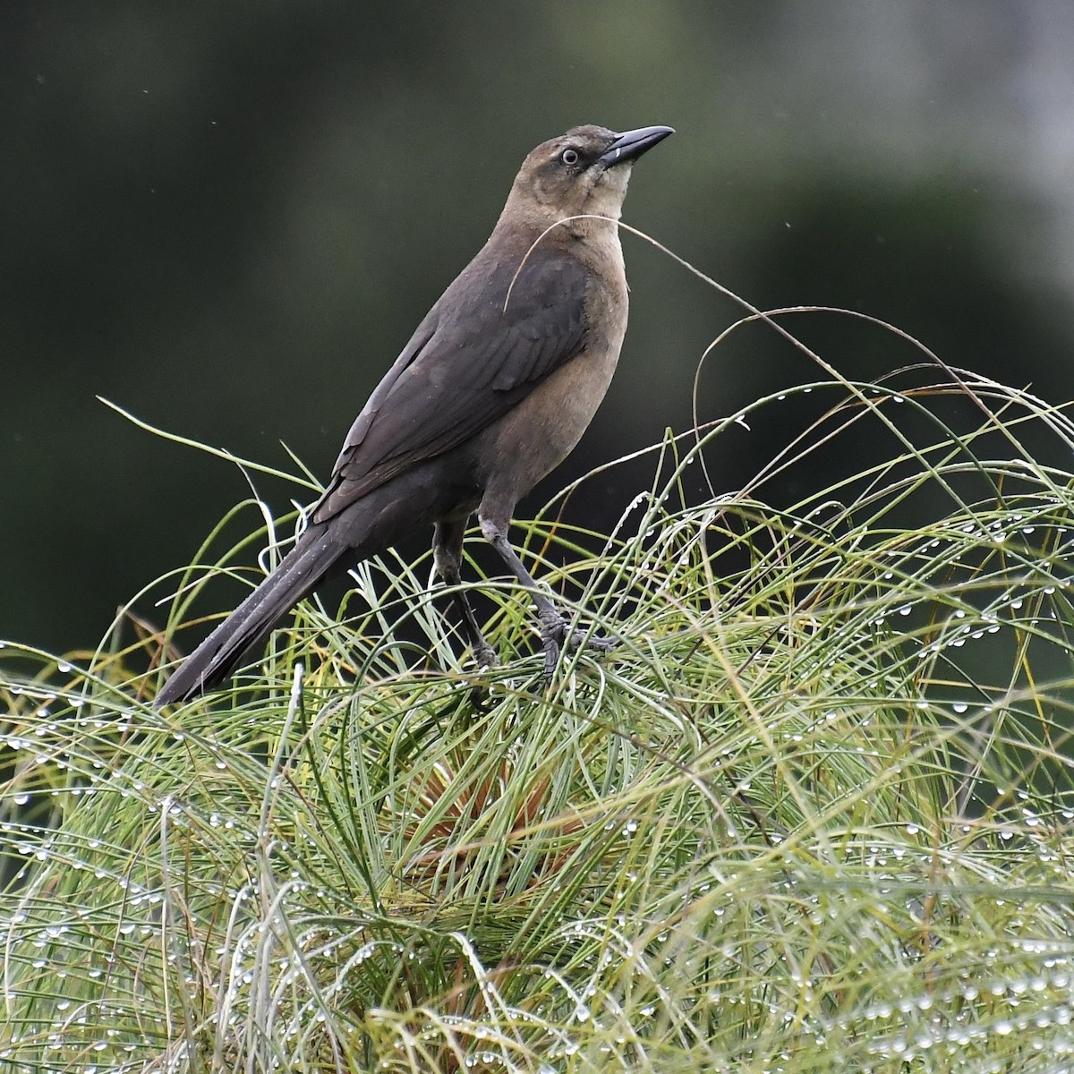 Great-tailed Grackle - ML616399717