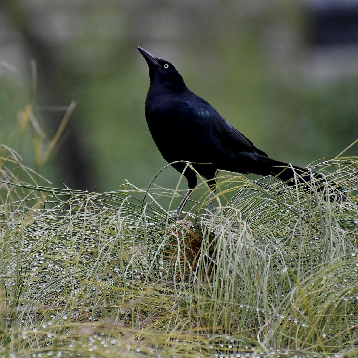 Great-tailed Grackle - ML616399718