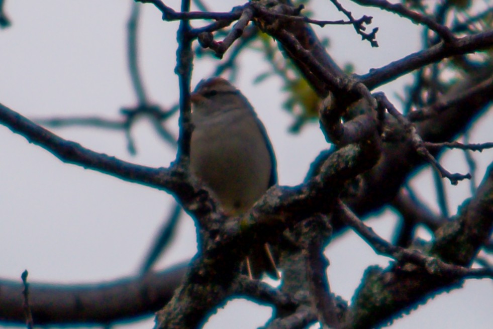 Chipping Sparrow - ML616399726