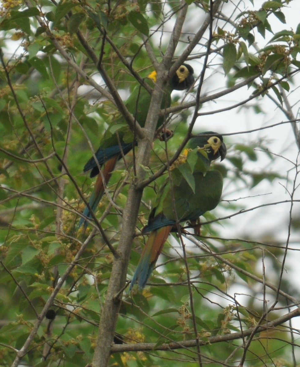 Yellow-collared Macaw - ML616399730