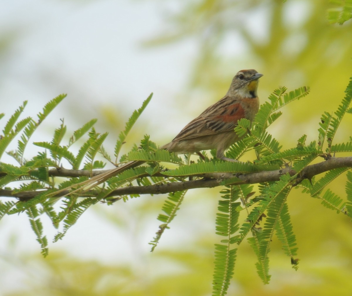 Chotoy Spinetail - ML616399733