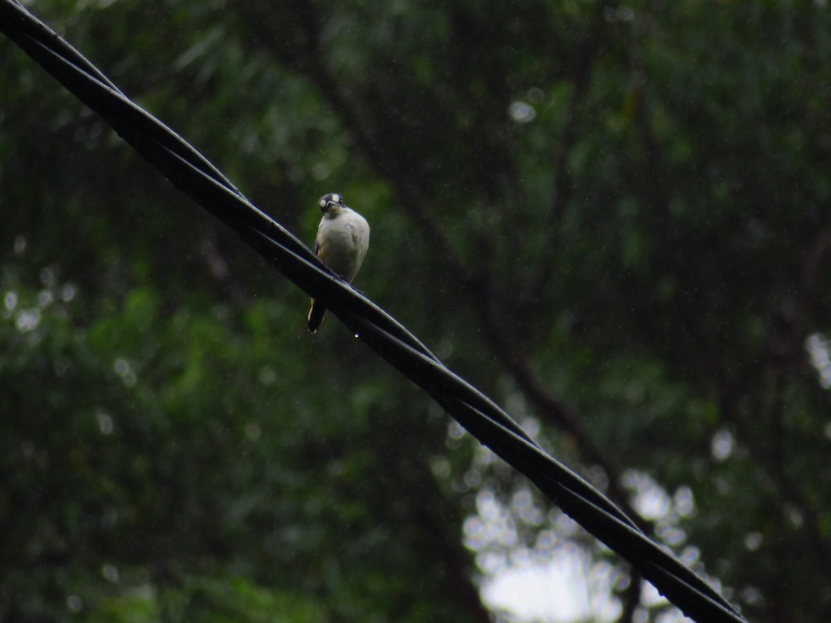 Forest Kingfisher - ML616399915