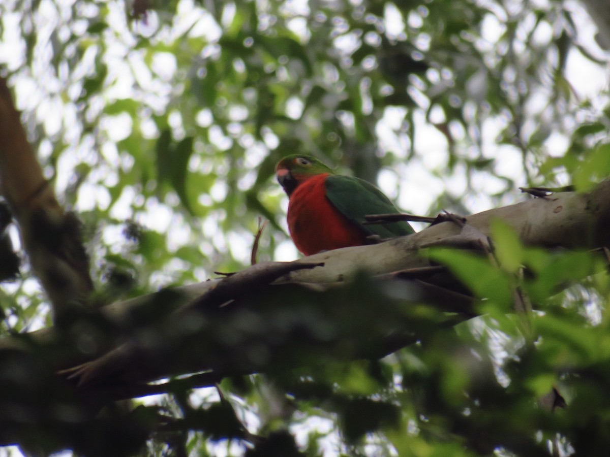 Australian King-Parrot - ML616399922