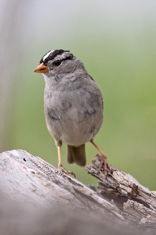 White-crowned Sparrow - Gary Botello