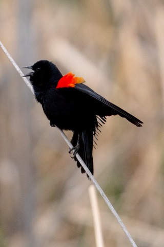Red-winged Blackbird - Gary Botello