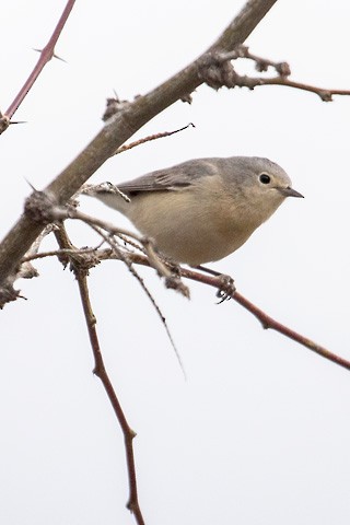 Lucy's Warbler - ML616399965