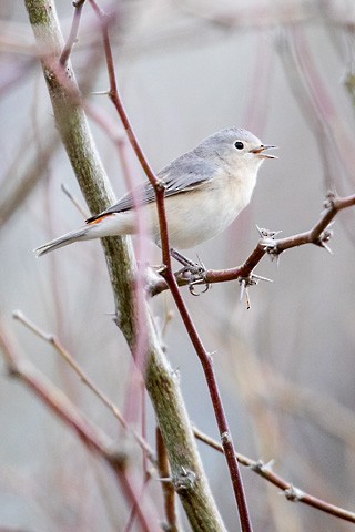 Lucy's Warbler - ML616399966