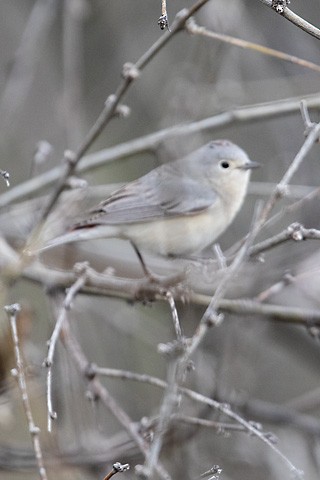 Lucy's Warbler - ML616399967