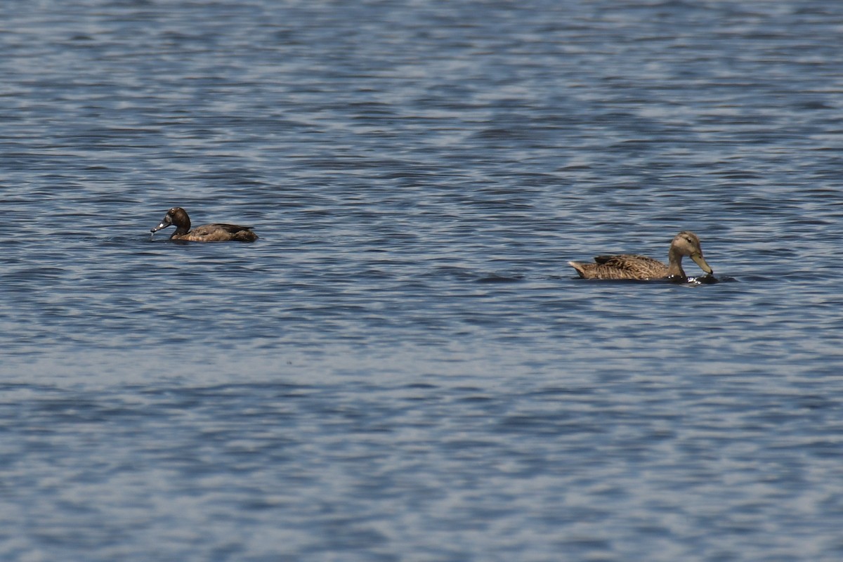 Greater Scaup - ML616399980