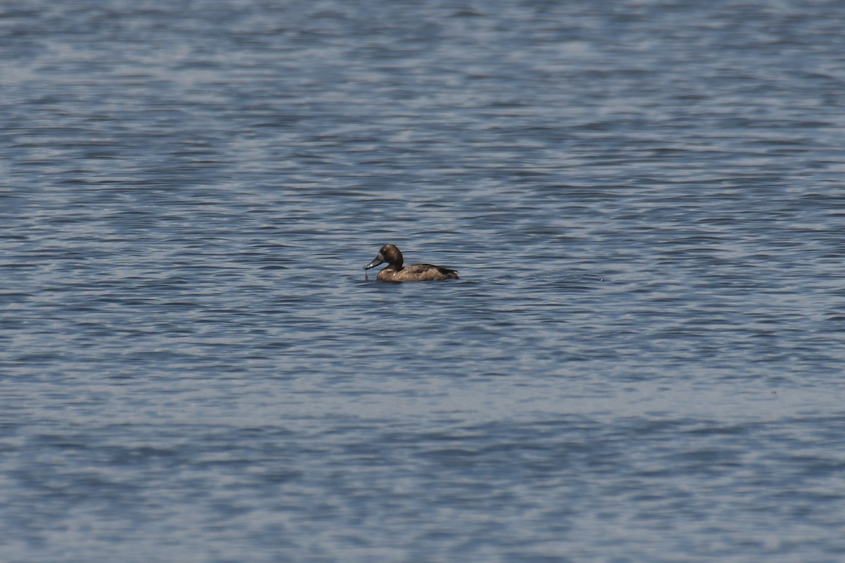Greater Scaup - ML616399981