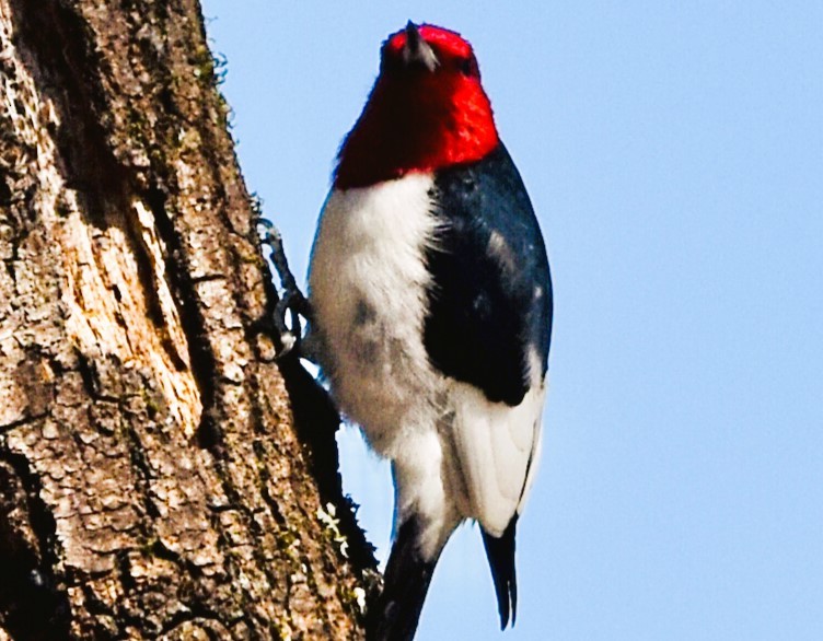 Red-headed Woodpecker - ML616400035