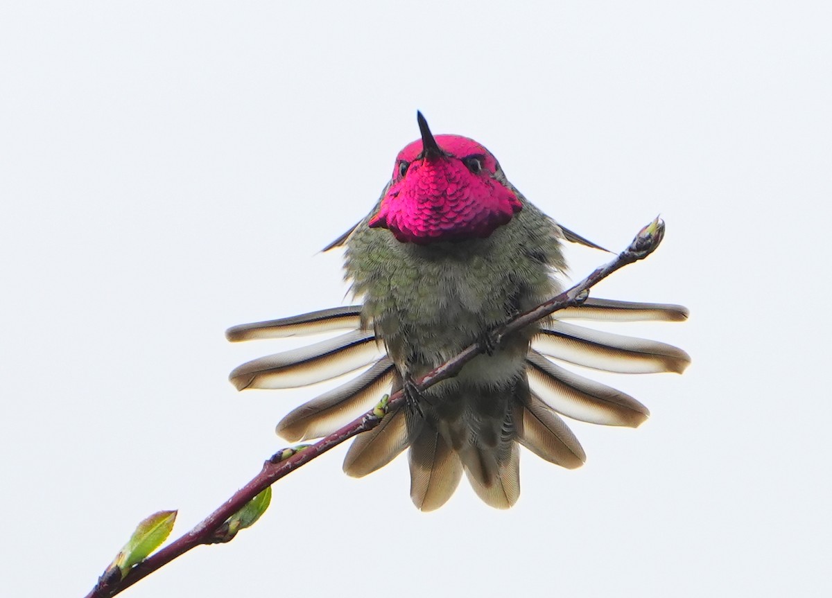 Anna's Hummingbird - Jack Maynard