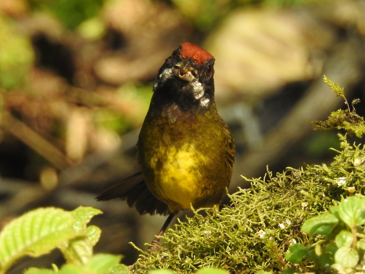 Sooty-faced Finch - ML616400171
