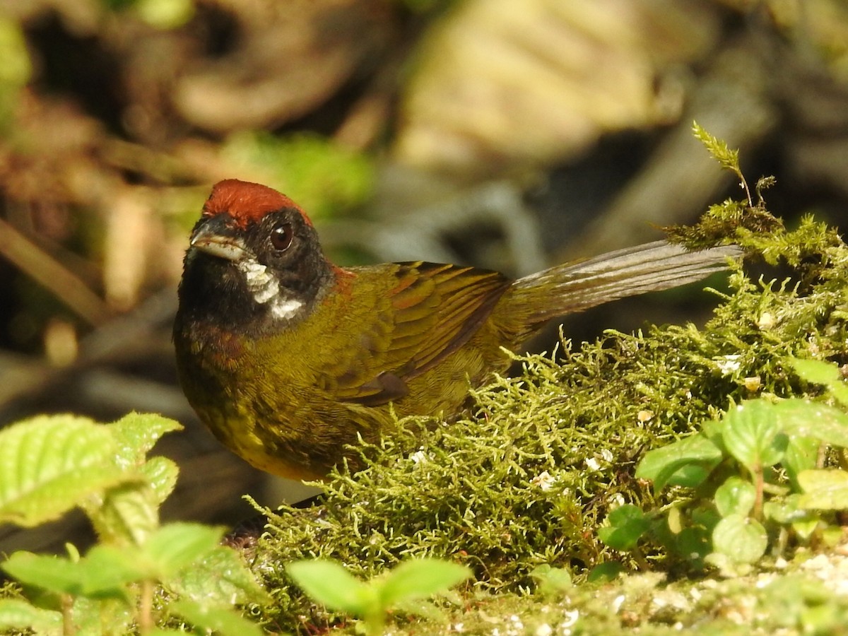 Sooty-faced Finch - ML616400172