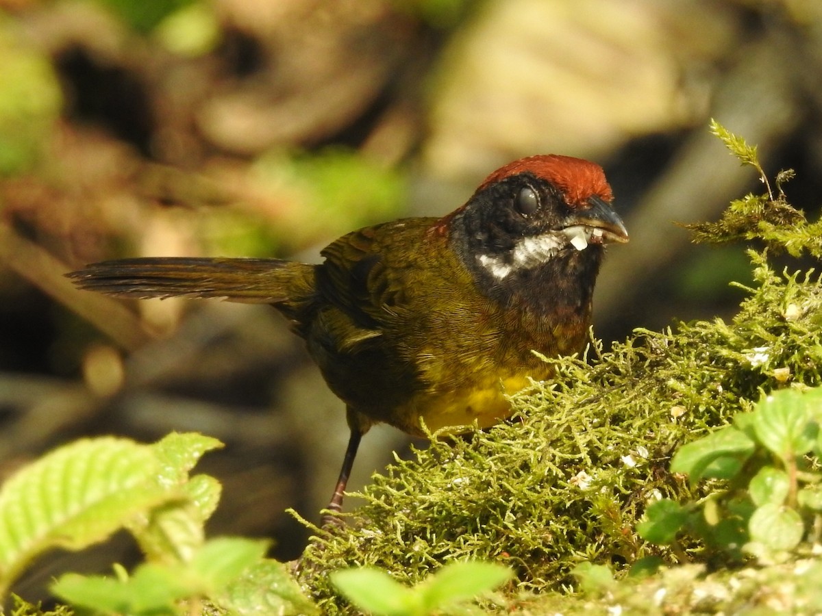 Sooty-faced Finch - ML616400173