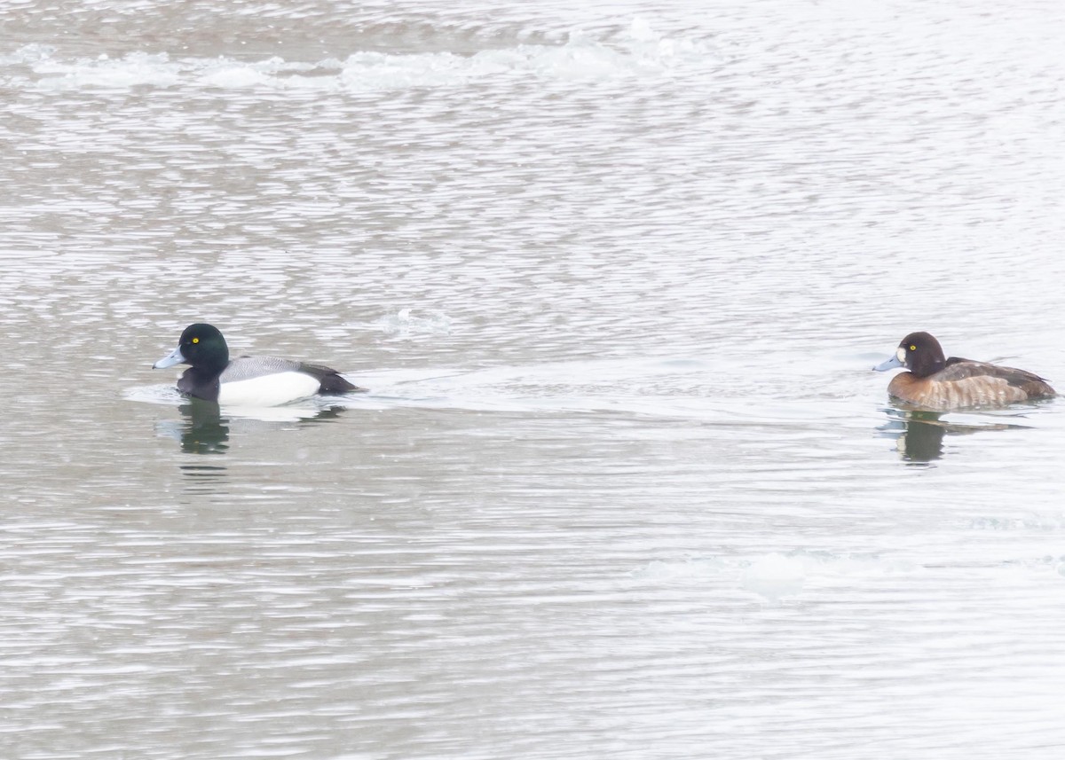 Greater Scaup - ML616400279