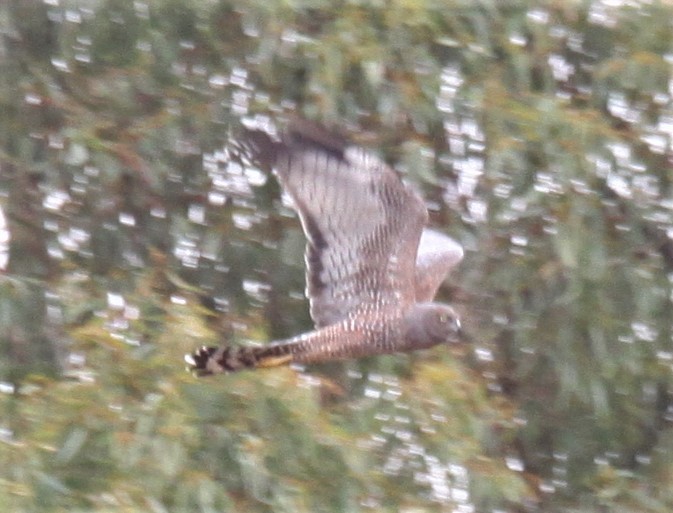 Spotted Harrier - ML616400290
