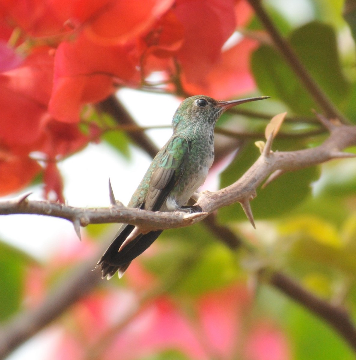 kolibřík lesklobřichý - ML616400294