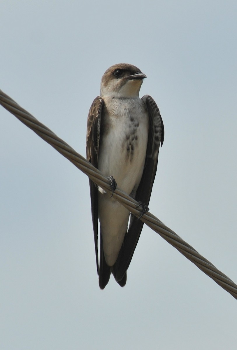 Brown-chested Martin - ML616400312