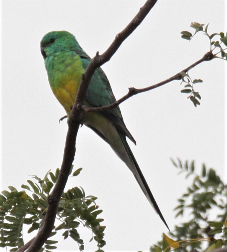 Red-rumped Parrot - Richard Shirky