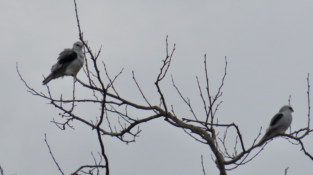 White-tailed Kite - ML616400420