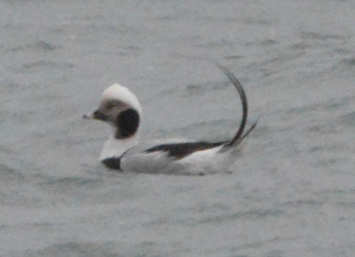 Long-tailed Duck - ML616400607