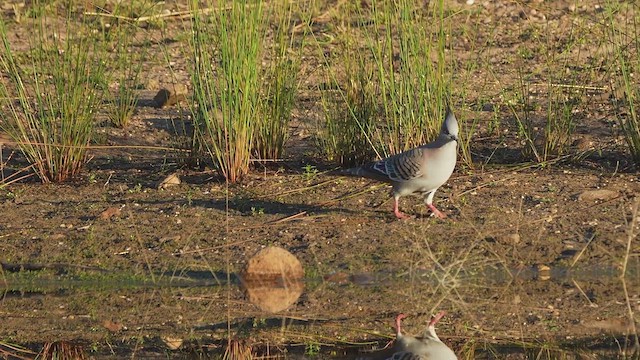 Crested Pigeon - ML616400621