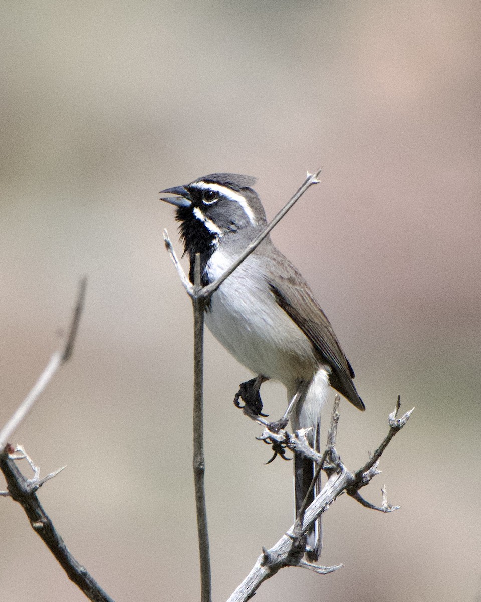 Black-throated Sparrow - Tuck Russell