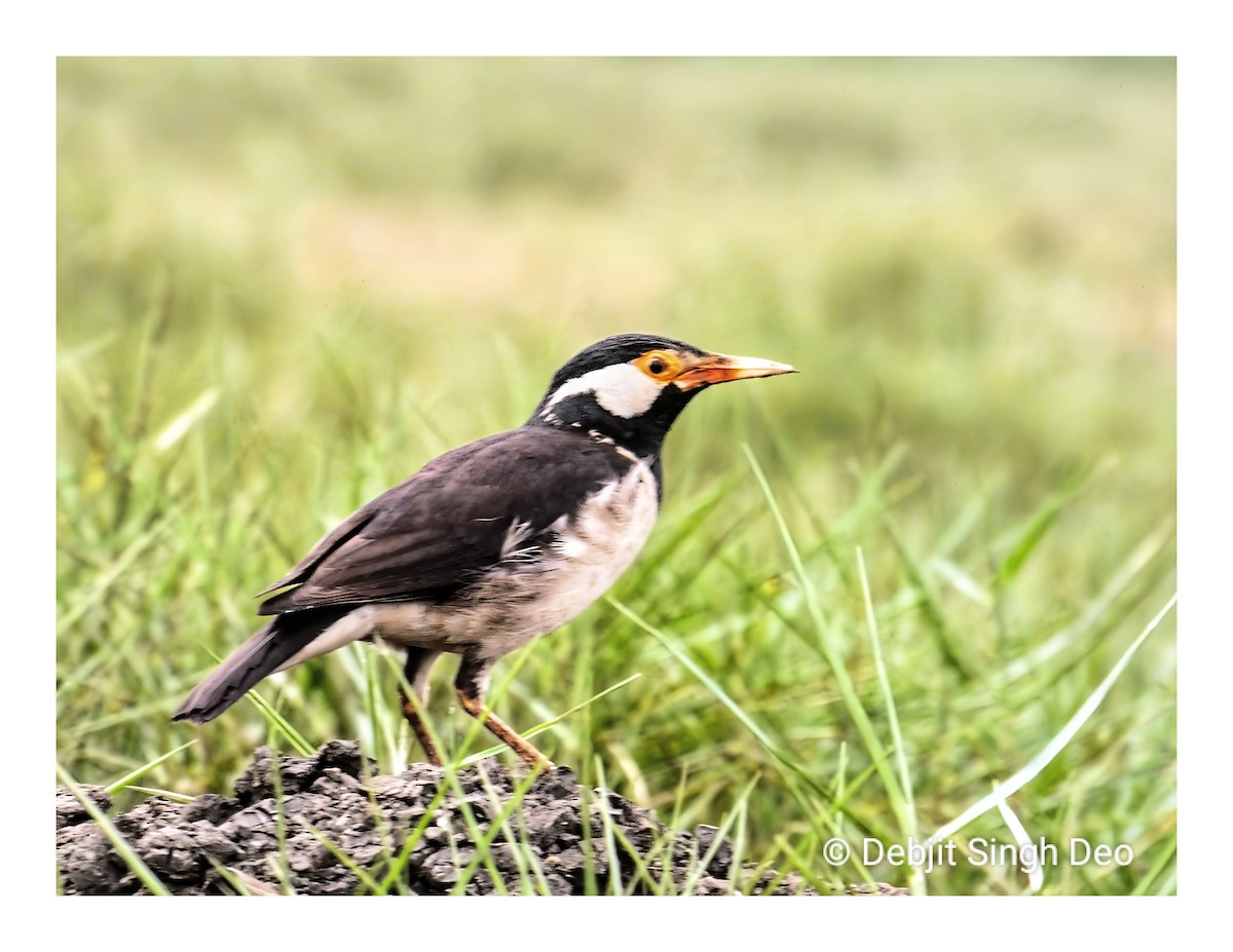 Indian Pied Starling - Debjit Singh Deo