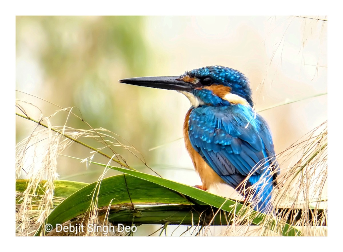 Common Kingfisher - Debjit Singh Deo