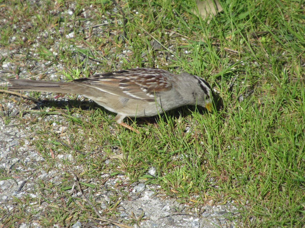 White-crowned Sparrow - ML616401000