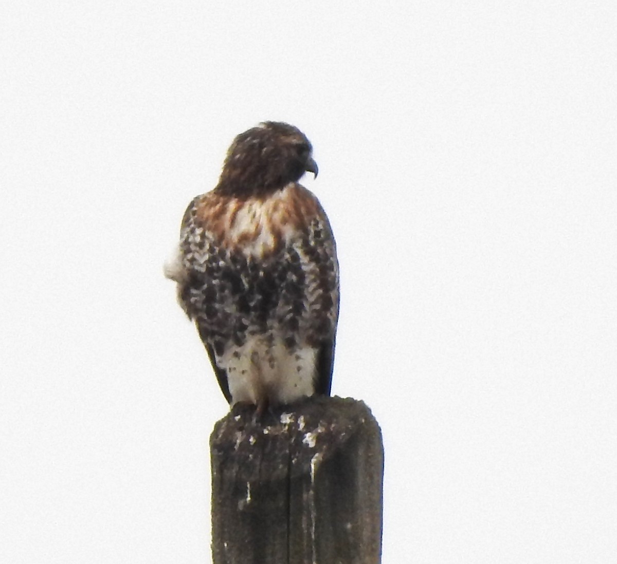 Red-tailed Hawk (abieticola) - ML616401009