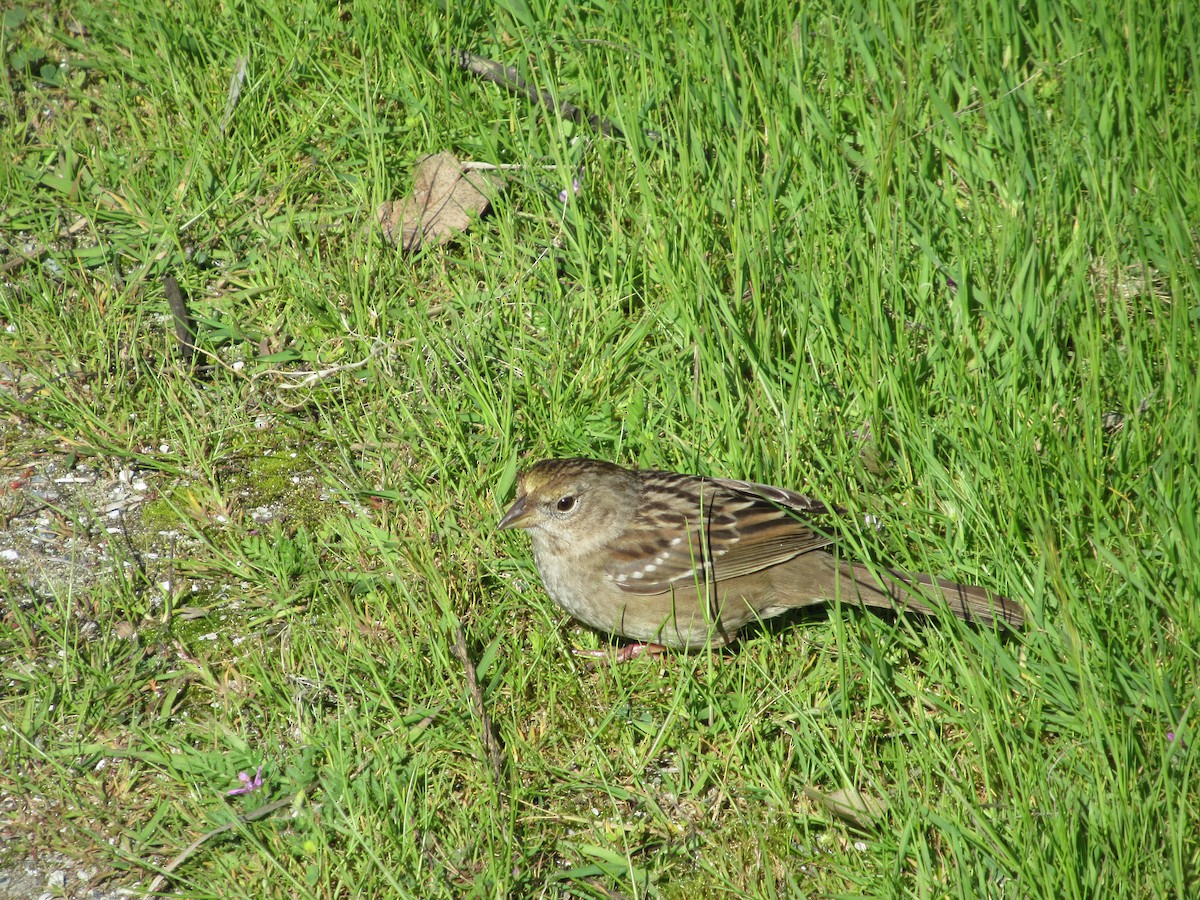 Golden-crowned Sparrow - ML616401011
