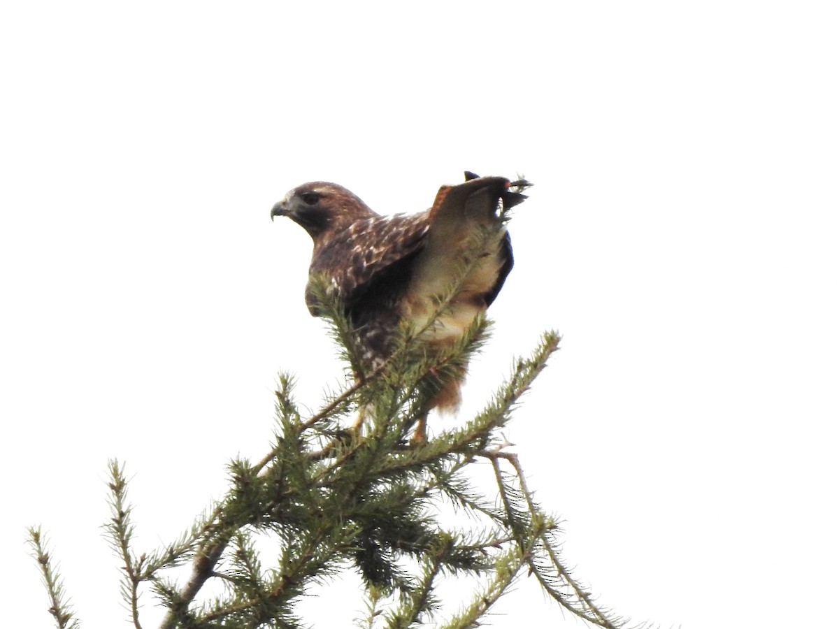 Red-tailed Hawk (abieticola) - ML616401016