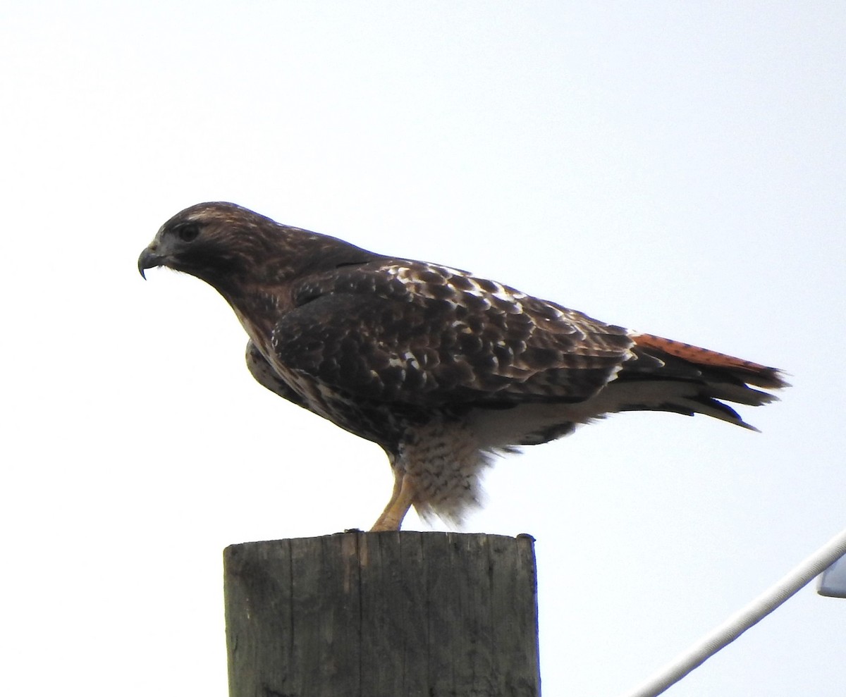 Red-tailed Hawk (abieticola) - ML616401018