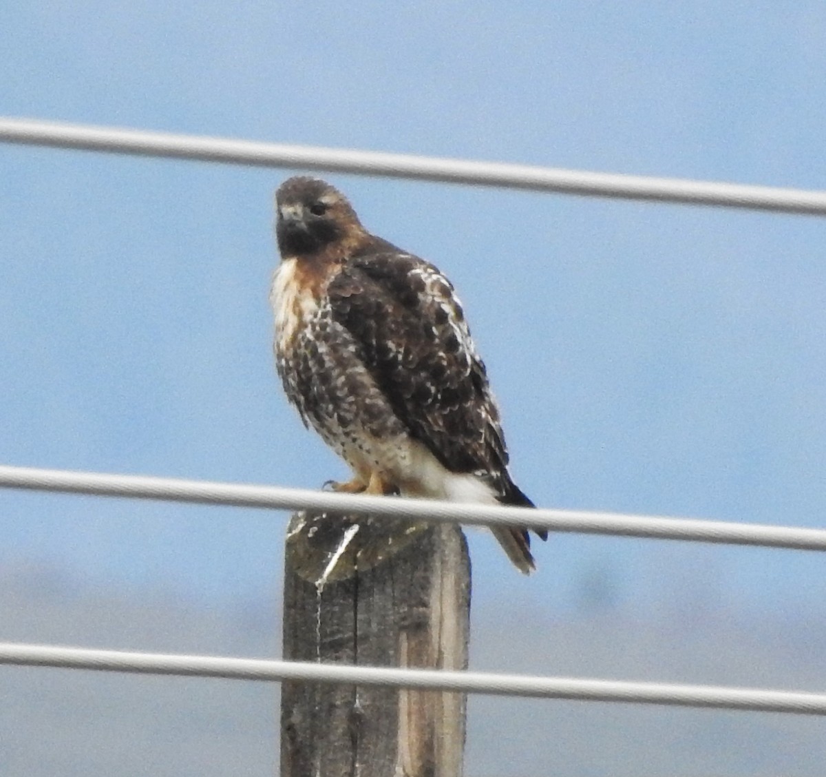 Red-tailed Hawk (abieticola) - ML616401028