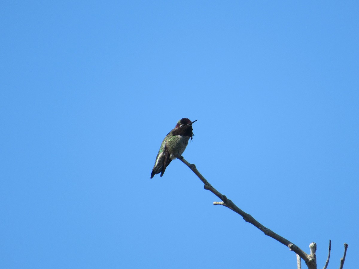 Anna's Hummingbird - ML616401144
