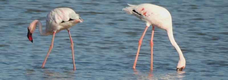 Lesser Flamingo - ML616401186