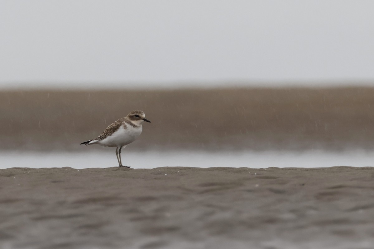 Double-banded Plover - ML616401209