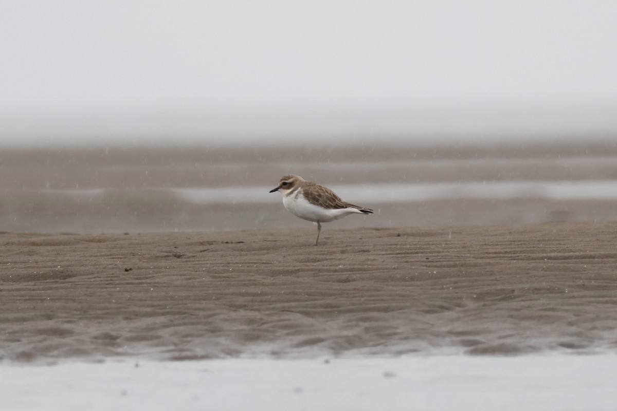 Double-banded Plover - ML616401210