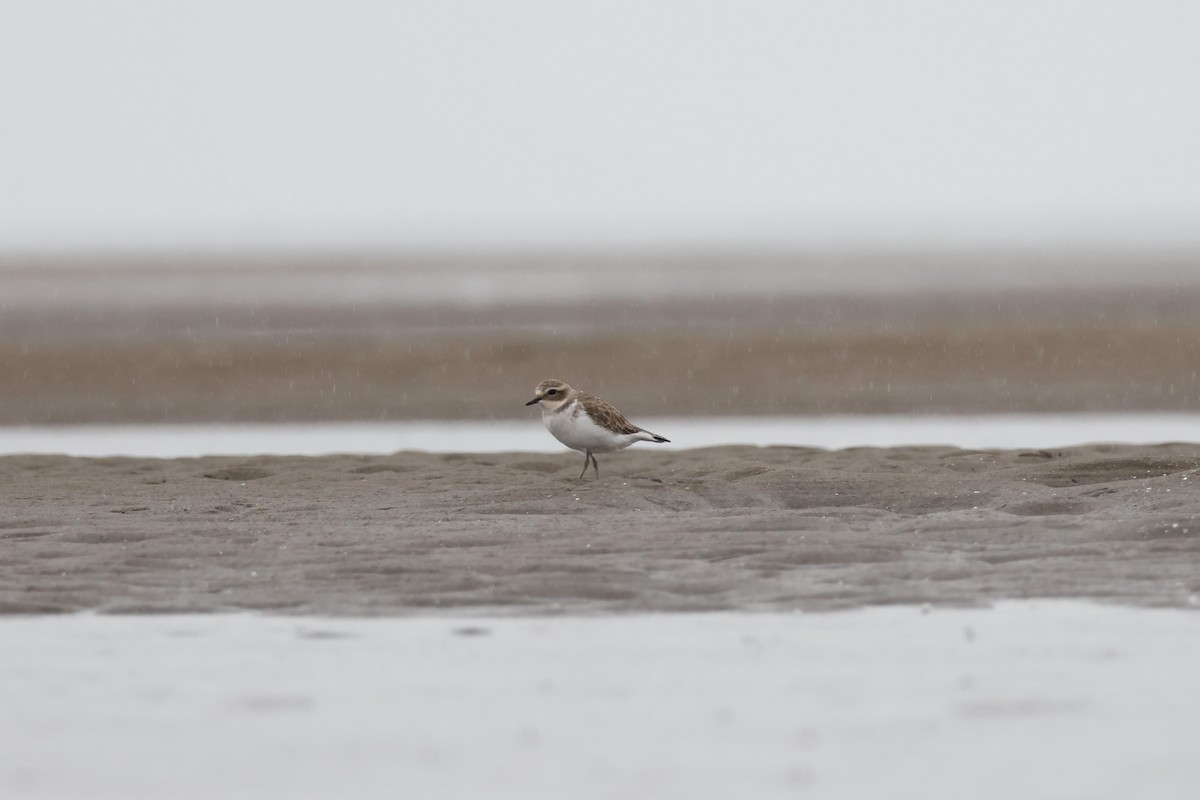 Double-banded Plover - ML616401211