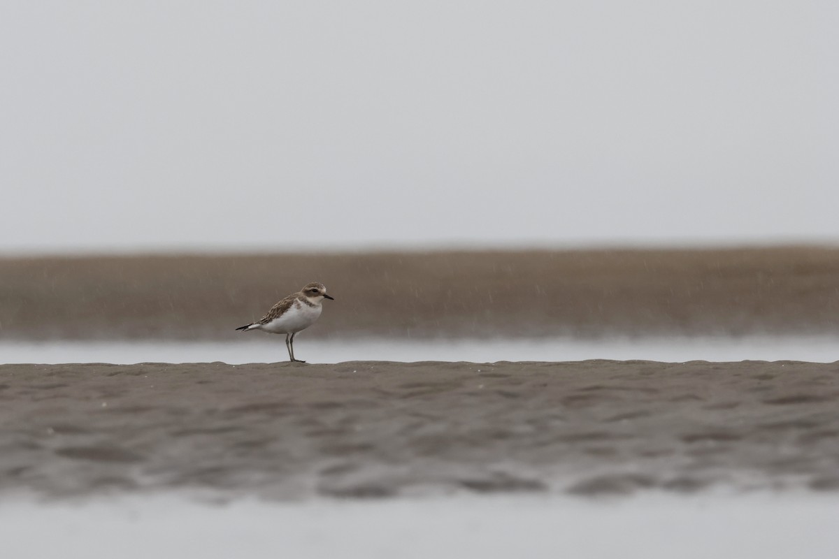 Double-banded Plover - ML616401212