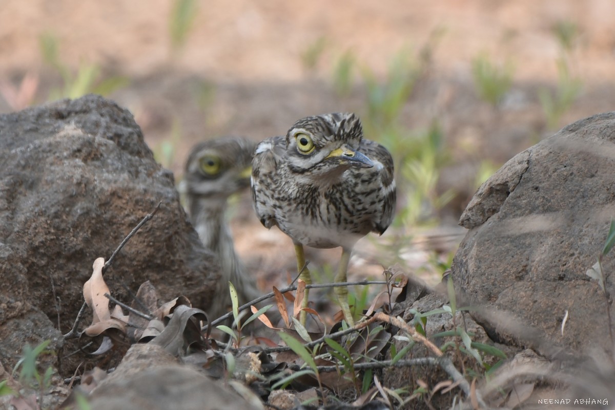 Indian Thick-knee - ML616401233