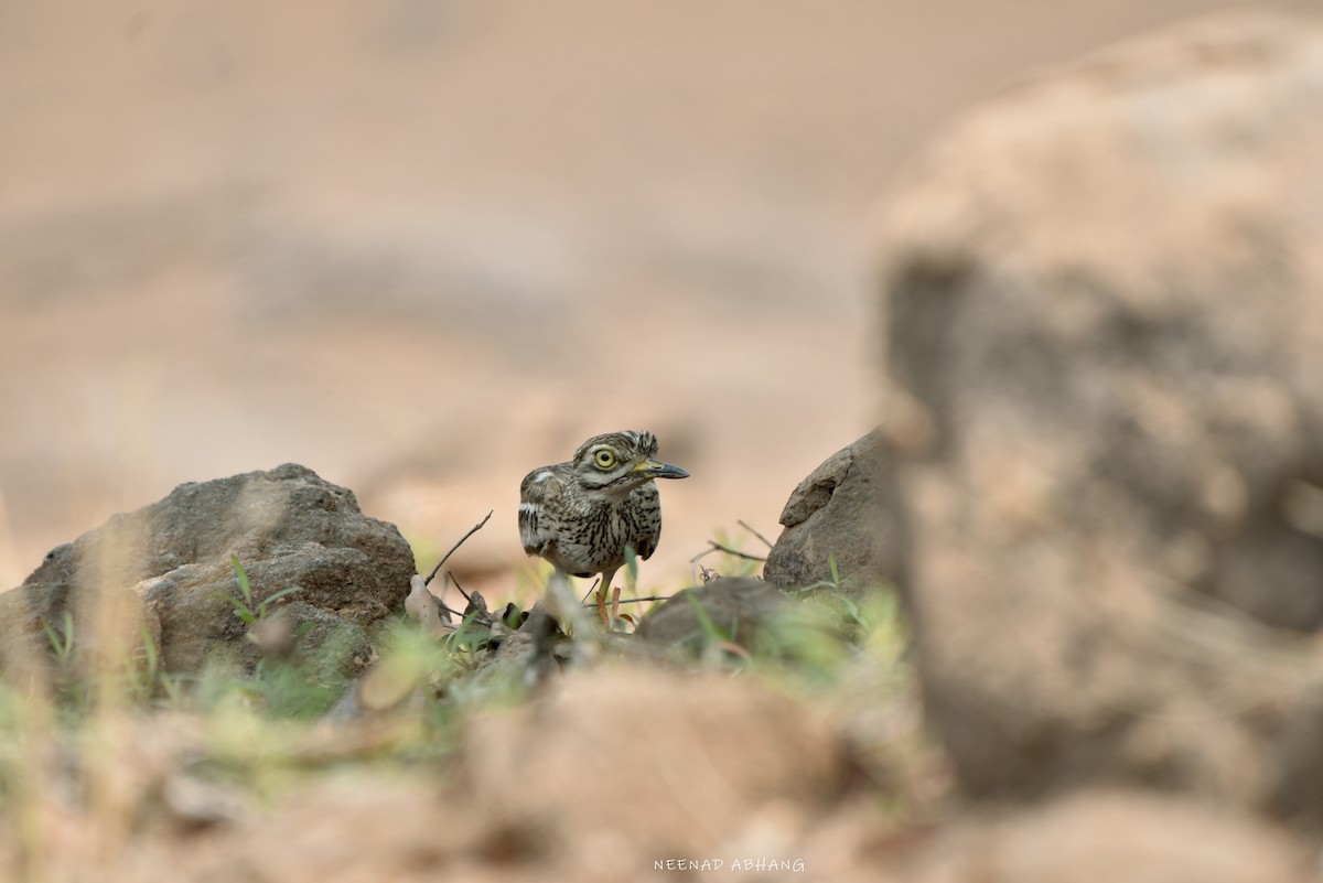 Indian Thick-knee - ML616401234