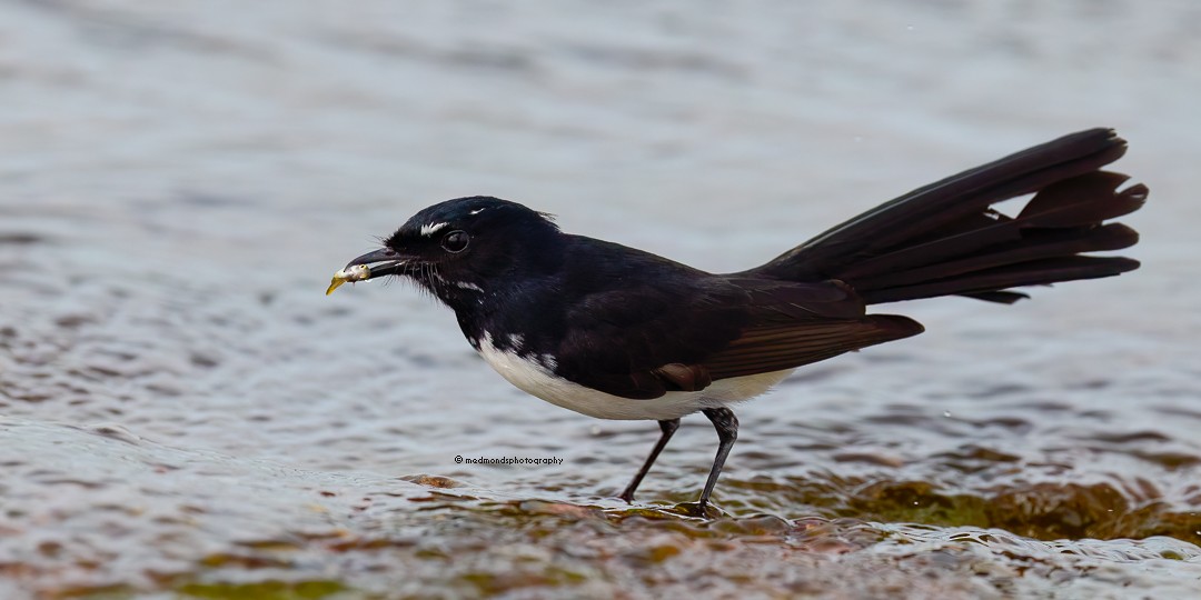 Willie-wagtail - ML616401412