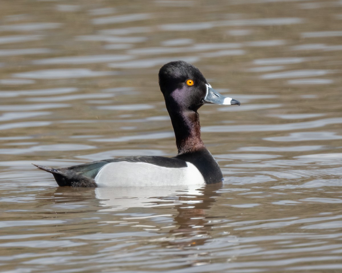 Ring-necked Duck - ML616401476