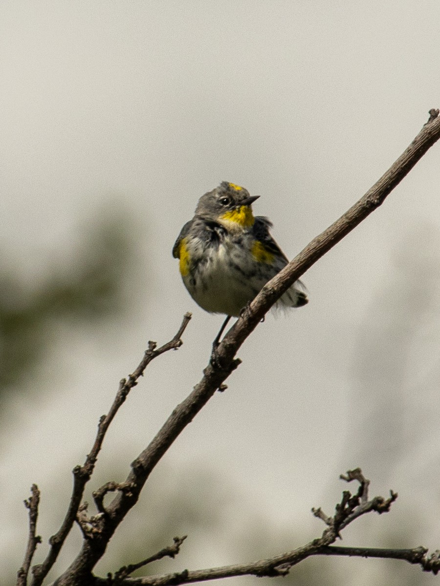 Yellow-rumped Warbler (Audubon's) - ML616401481