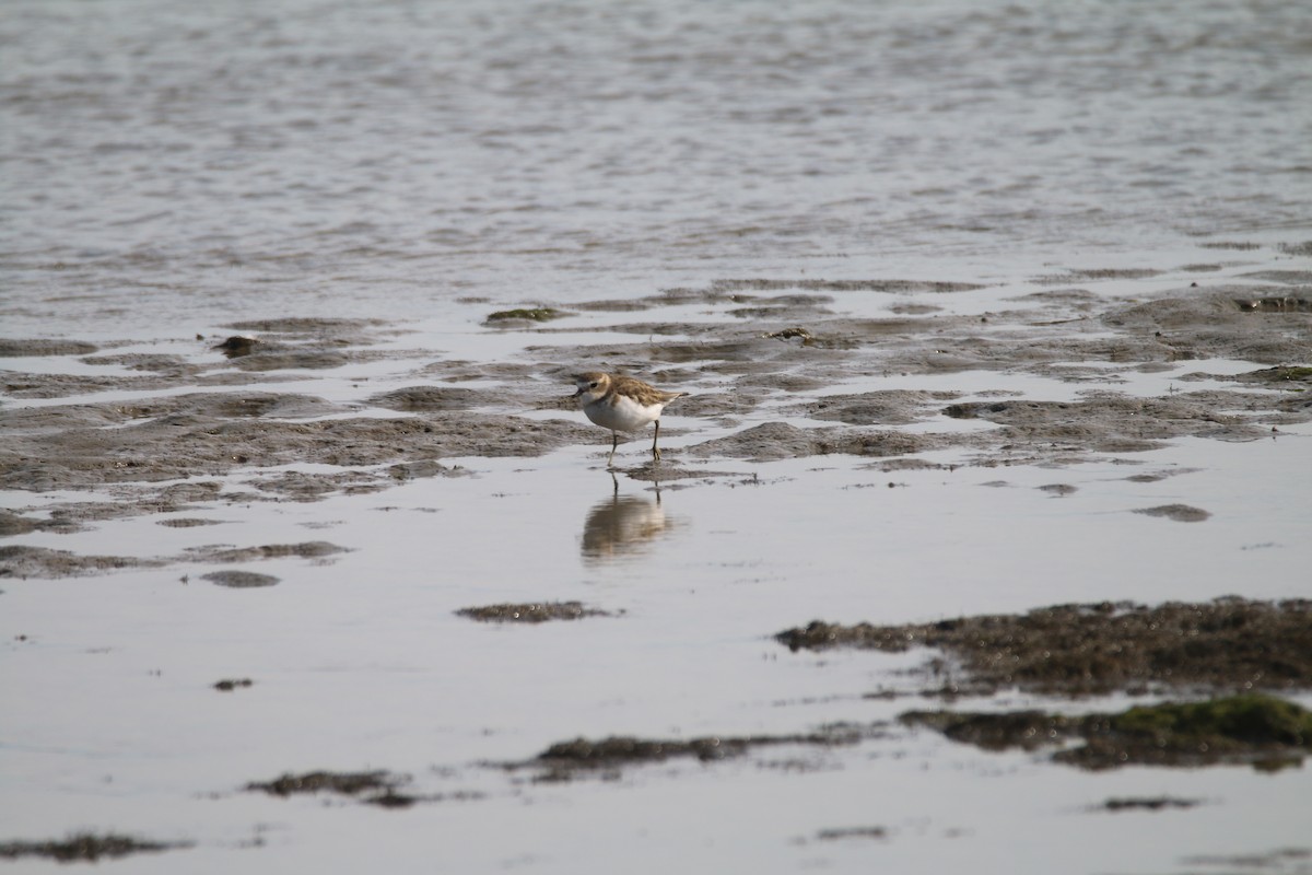 Double-banded Plover - ML616401498
